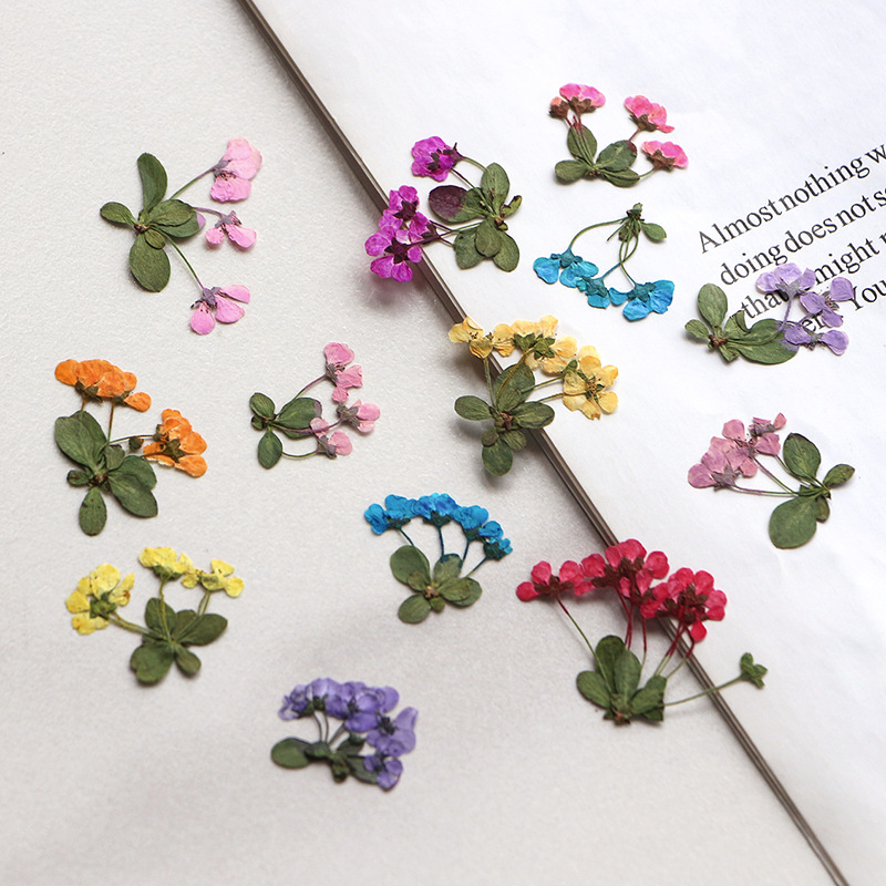 2-3cm/12pcs,Pressed Little Flo - Supply For Florist 评论和价格